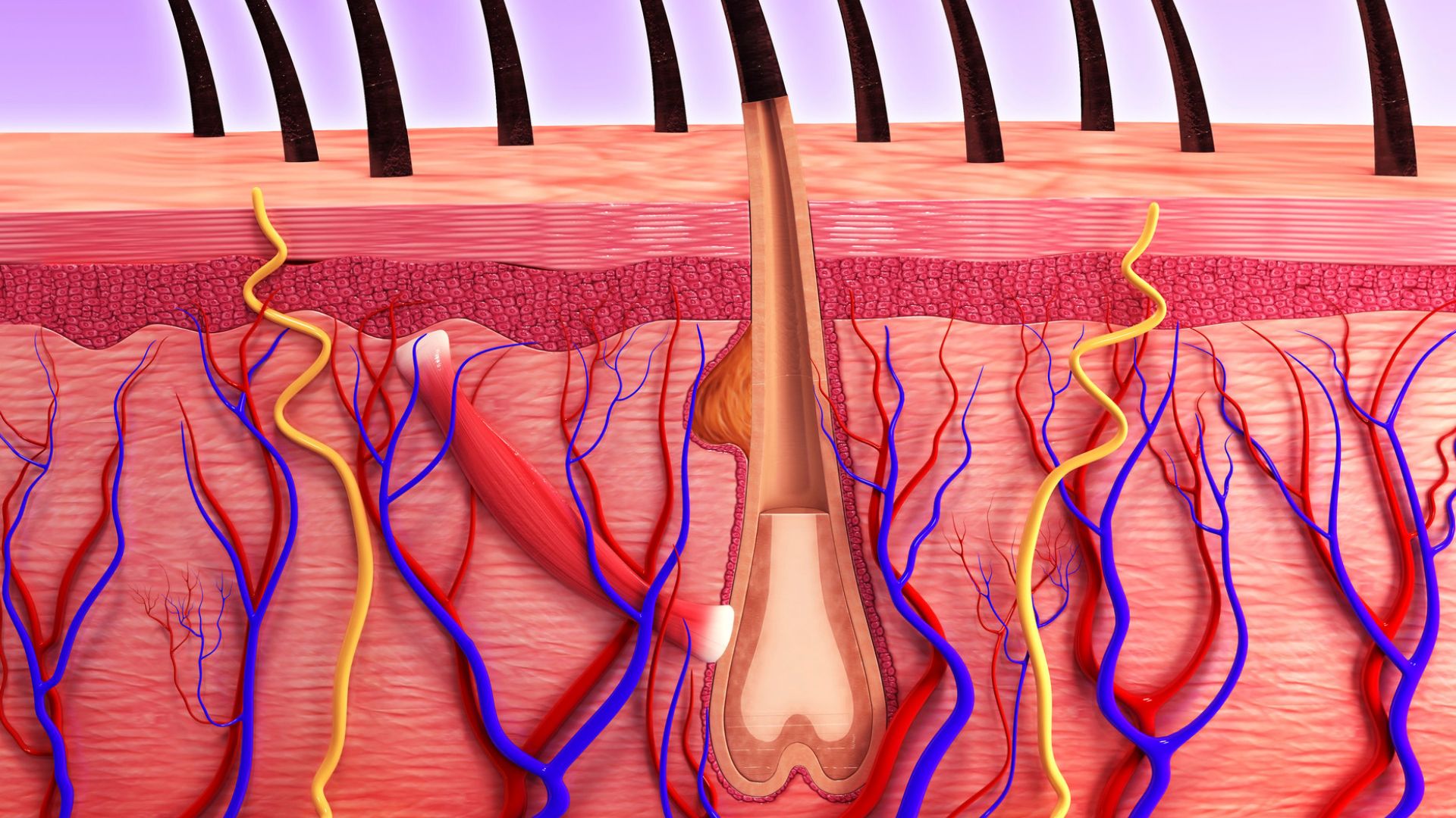 The Follicular Microenvironment: How Scalp Balance Shapes Hair Growth and Comfort