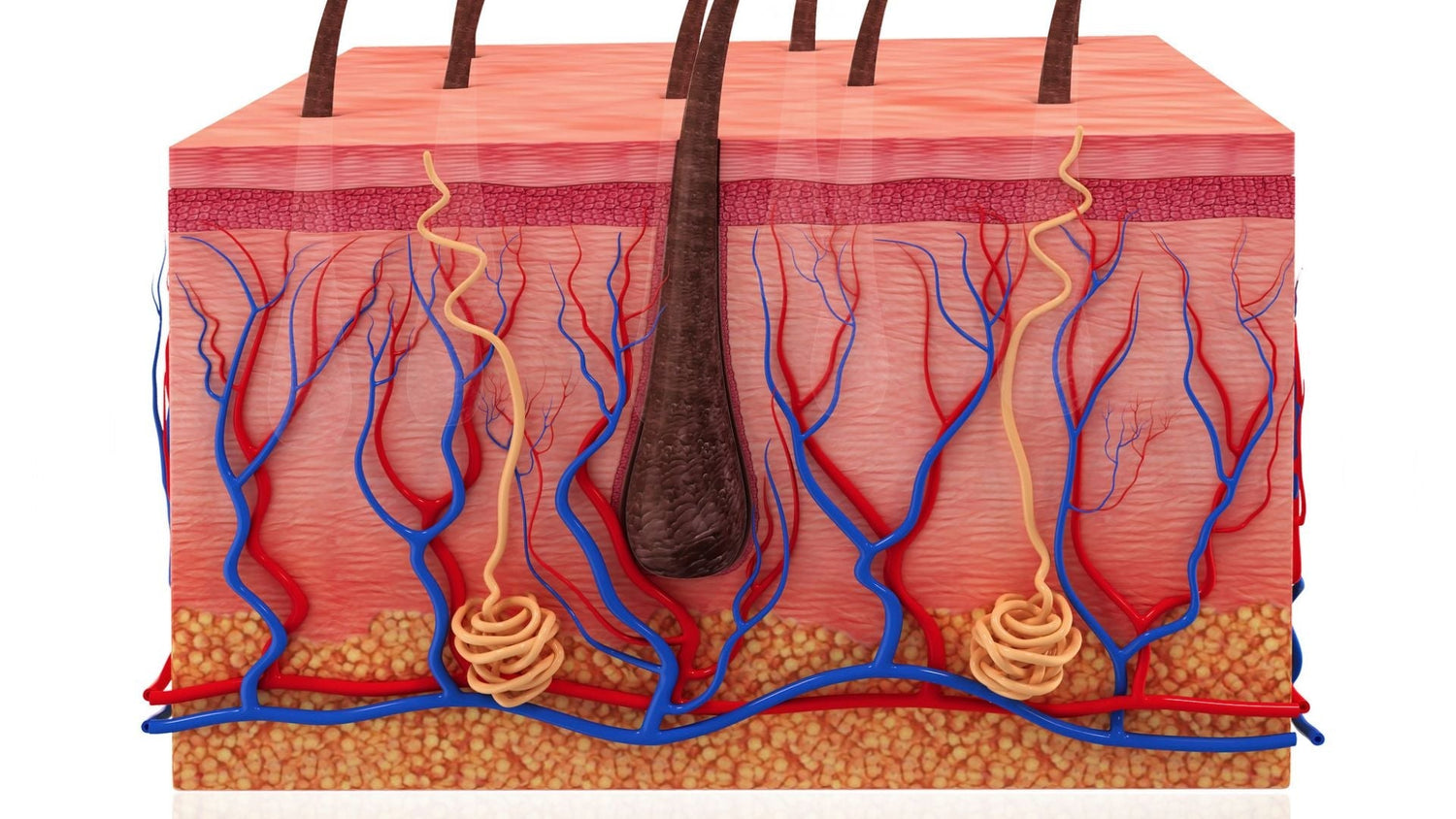 TEWL and Corneometry: Comparing Two Keys to Scalp Barrier Health