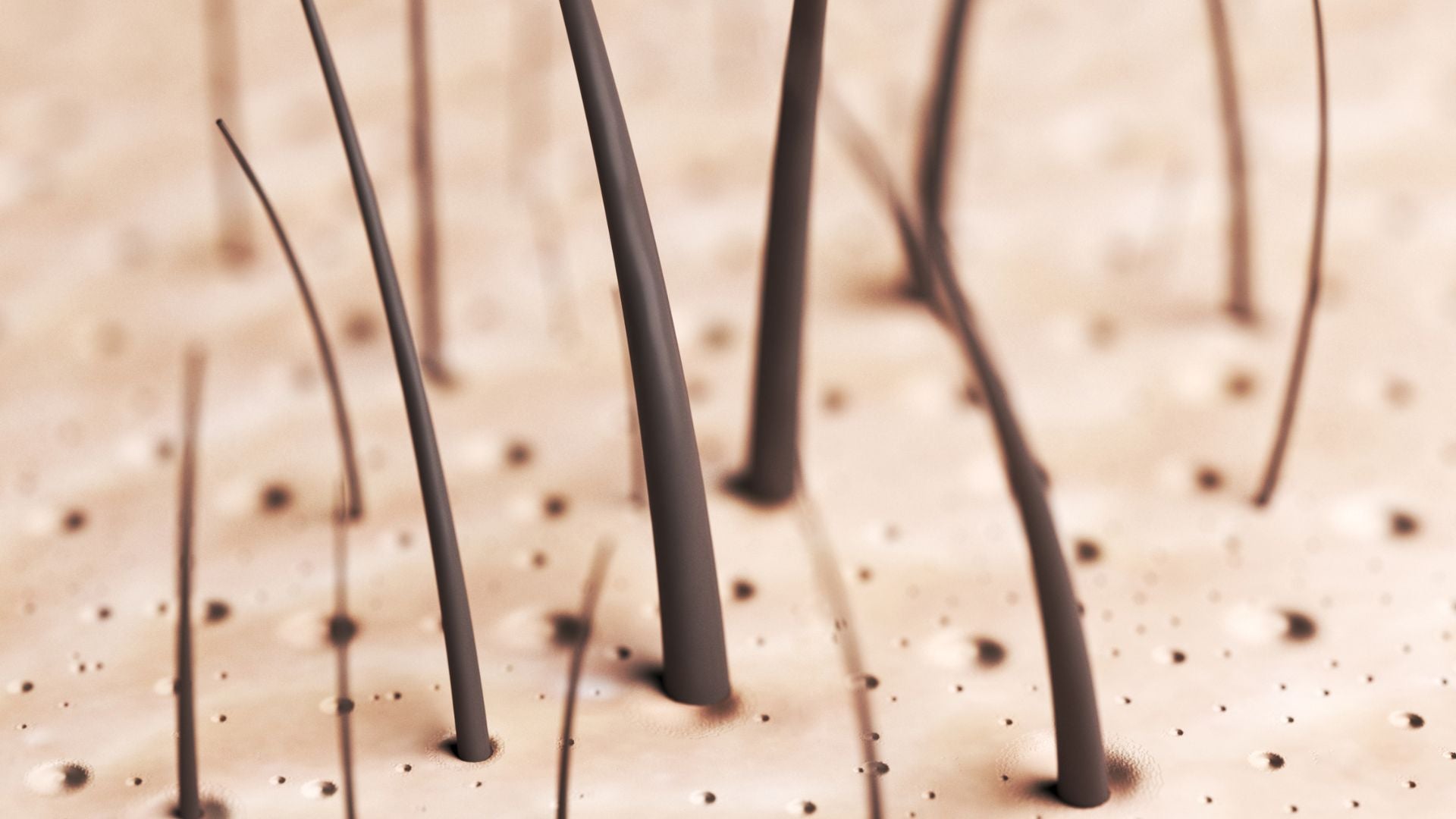 Androgen Pathways and DHT Mechanisms in Scalp Health