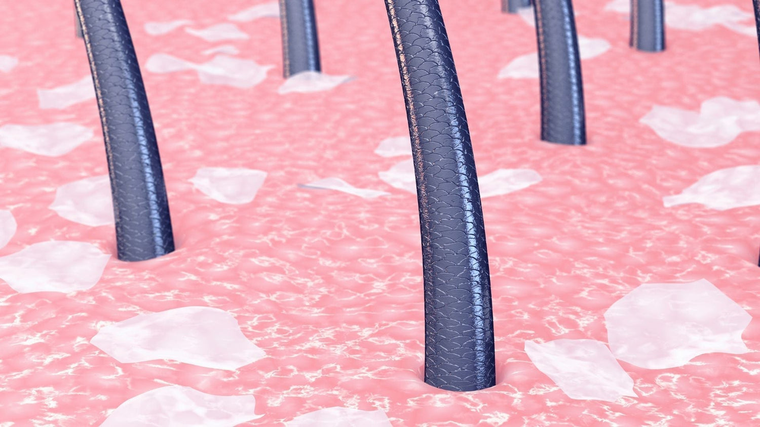 Desensitization and Barrier Reset: Stepwise Protocol
